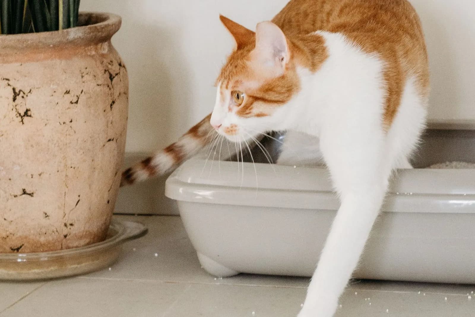 Kedi Kumu Kokusu Nasıl Önlenir?