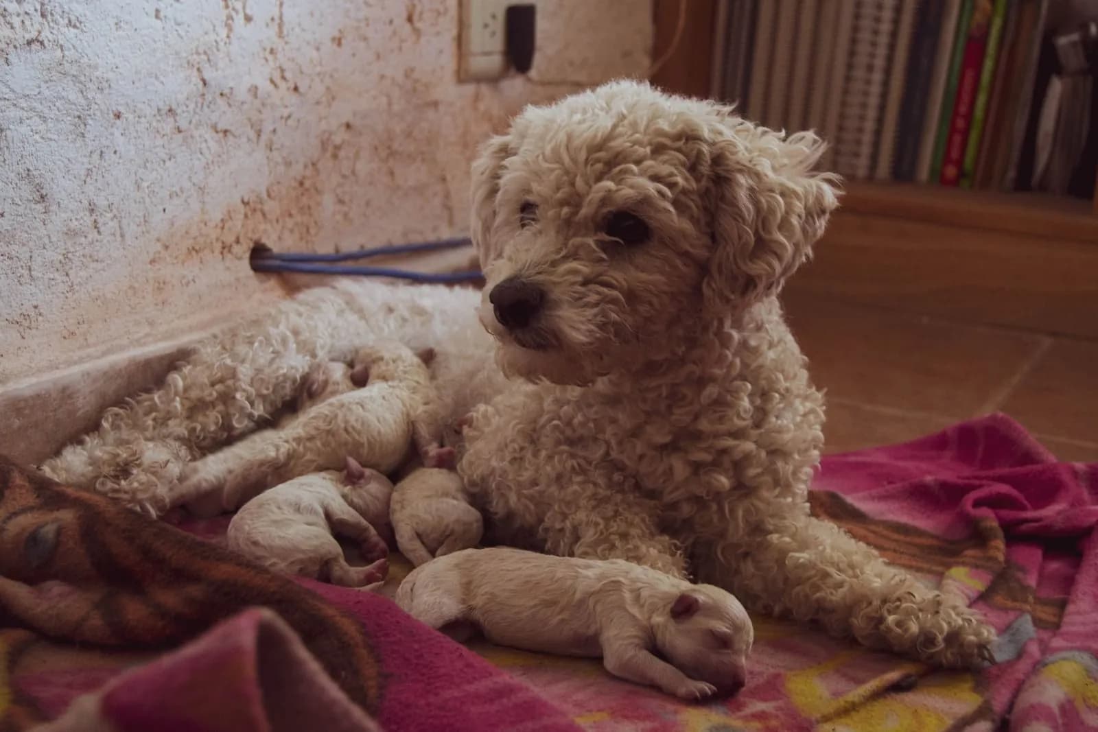 Köpek Kaç Ayda Doğurur? Köpeklerde Gebelik Süreci