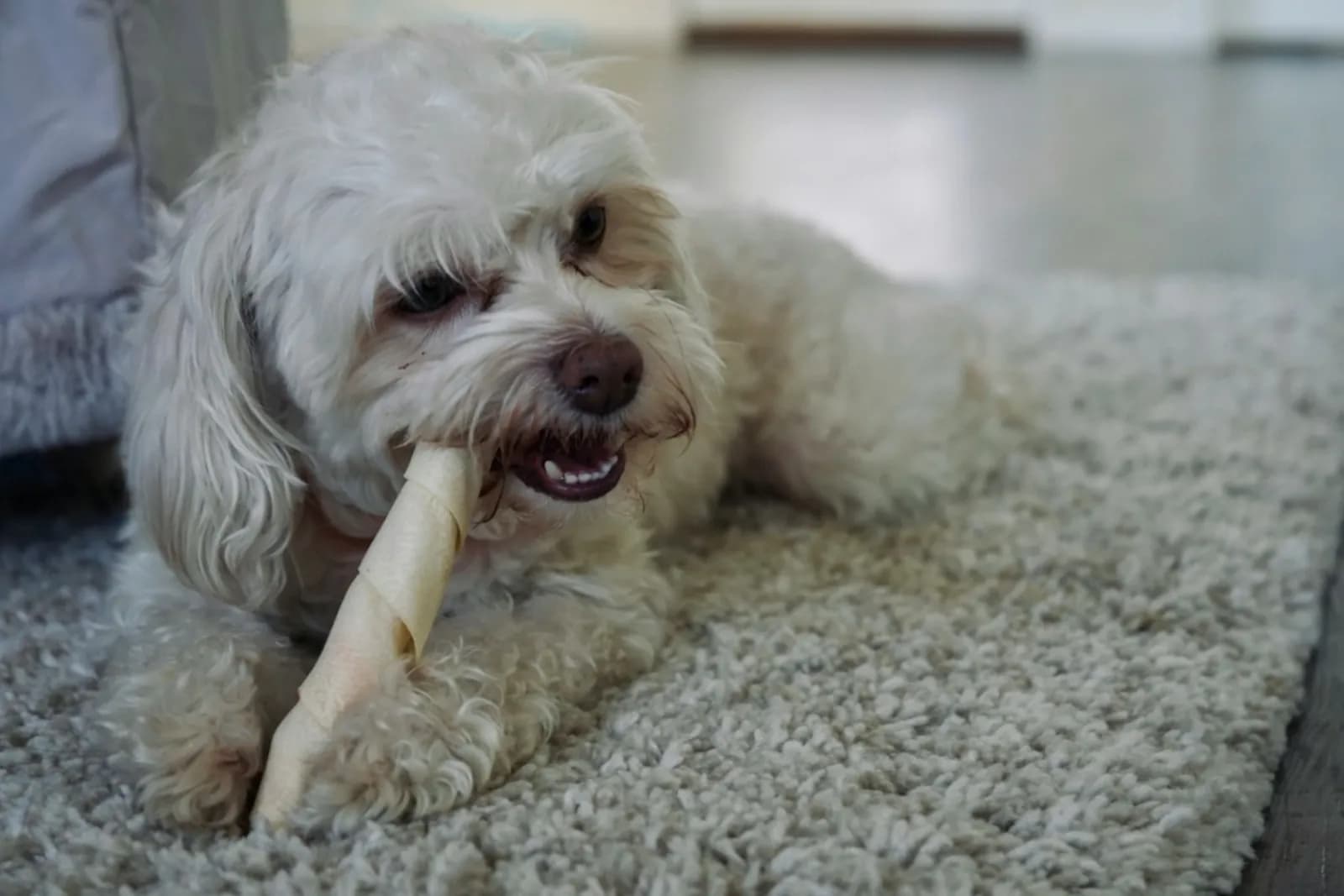 Köpeklerde Ağız ve Diş Sağlığı Bakımı