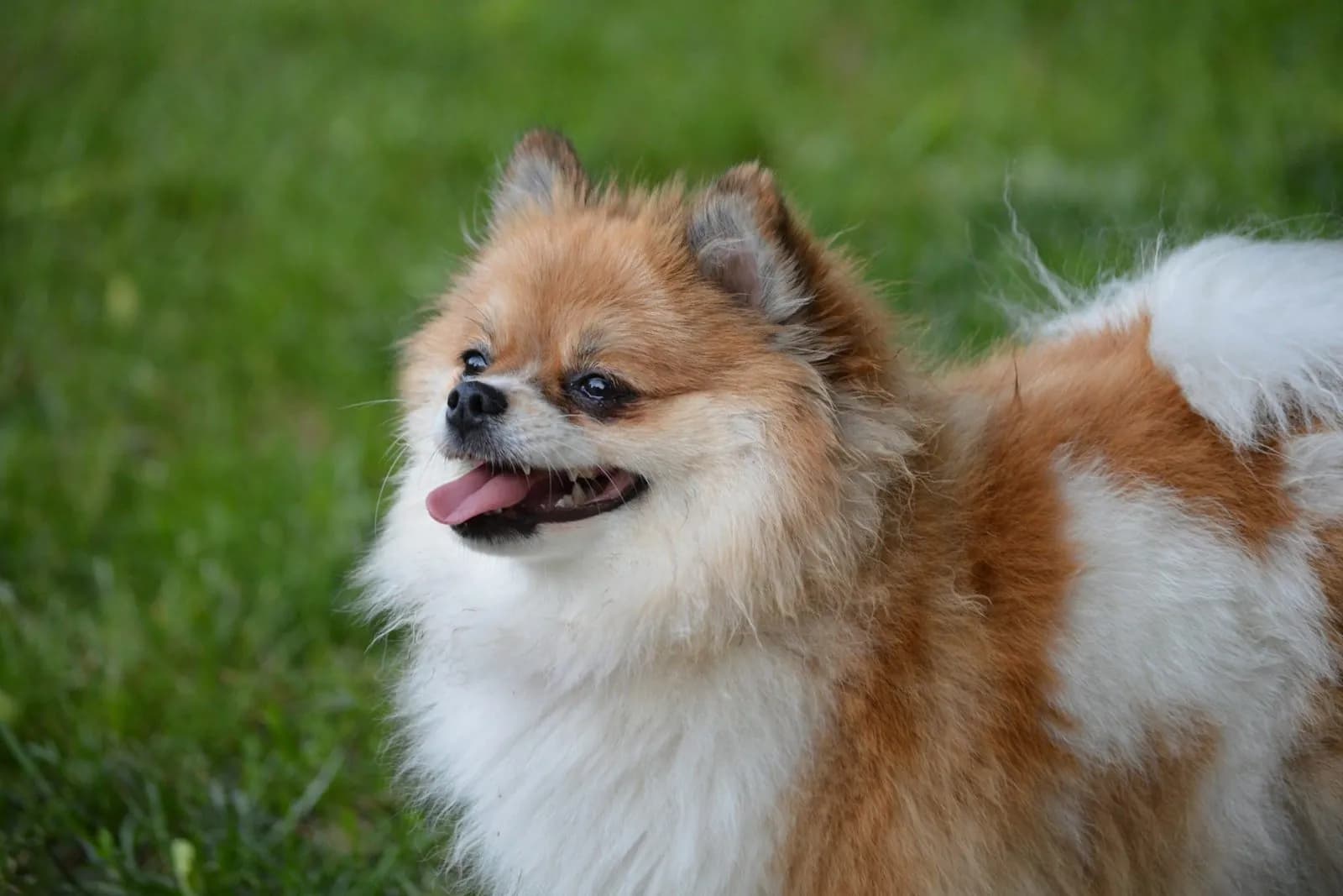 Küçük Köpek Cinsleri: Evde Bakıma Uygun Irklar ve Özellikleri