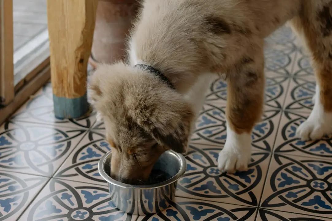 Köpek Maması Seçiminde Nelere Dikkat Etmeliyiz?